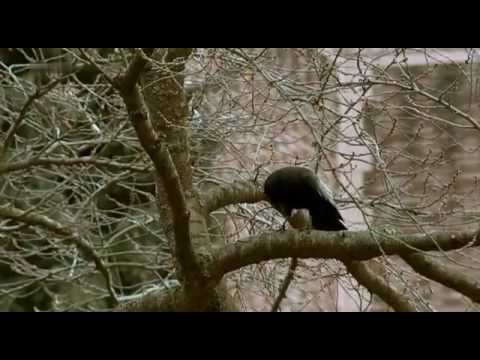 Raben - Unterschätzte Genies (DOKU)