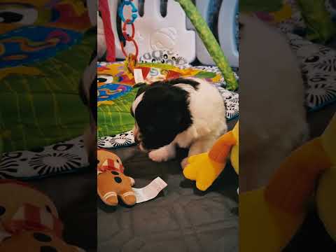 Havanese puppy for sale