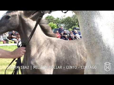 Fohlenprämierung Föhr 2019 | Hengst | St. 18A2 | Million Dollar - Cento - Contago | Gerd Ohlsen