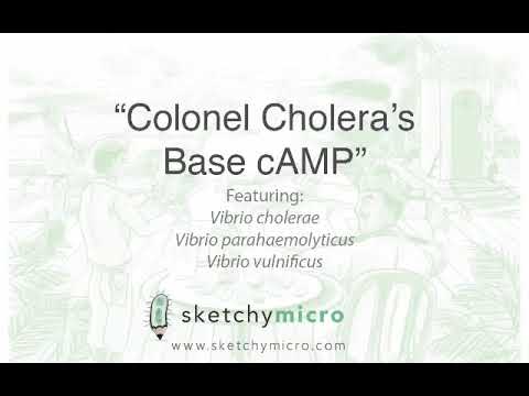 Gram - bacilli enteric tract(3)