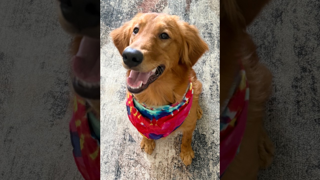 Travis, a ADOPTABLE Golden Retriever in New Canaan, CT video 6/6