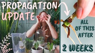 2 WEEKS Propagation Update | What happens after the cut?!