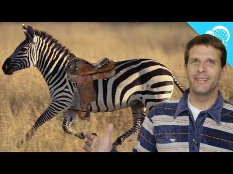 Why Don't Humans Ride Zebras?