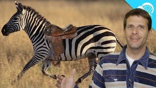Why Don&#39;t Humans Ride Zebras?