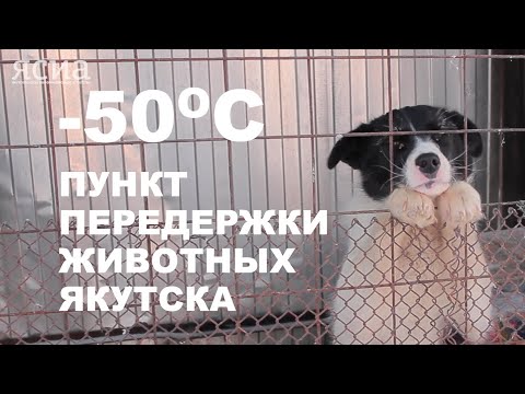 Пункт передержки животных Якутска вновь в центре внимания СМИ