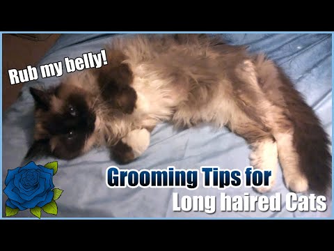 Grooming tips for long haired cats | Ragdoll and Maine Coon