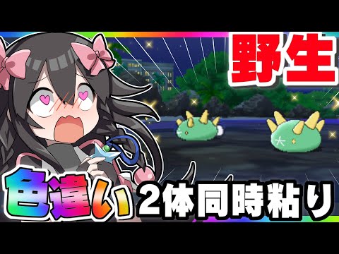 【色粘り】野生の色違いナマコブシを２匹並べるぞ！【USUM】