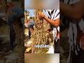 From Dry Stalks To Golden Seeds