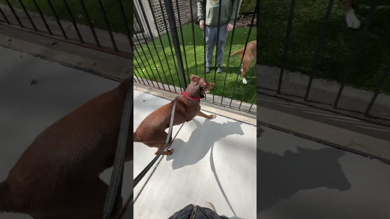 Enlarge Judy, a Adoptable mixed breed in Chicago, IL video 6/6