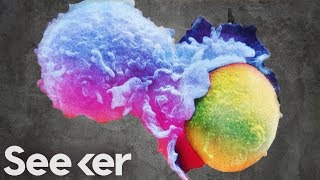 Cellular Cannibalism May Have Led to the Evolution of Everything, Including Us