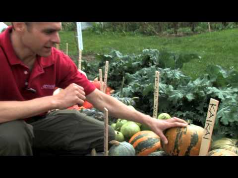 download lagu mp3 mp4 Gourds And Squashes, download lagu Gourds And Squashes gratis, unduh video klip Gourds And Squashes