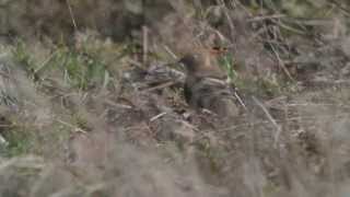 preview picture of video 'Hoopoe Middleton 16Apr13'