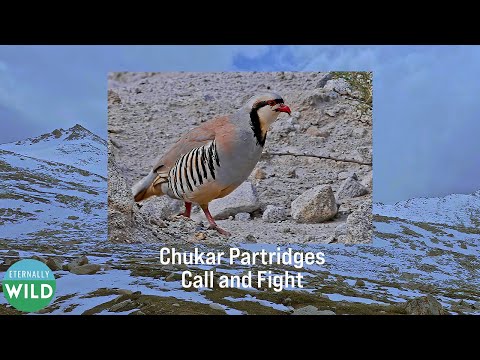 Chukar Partridges Call and Fight — Ladakh