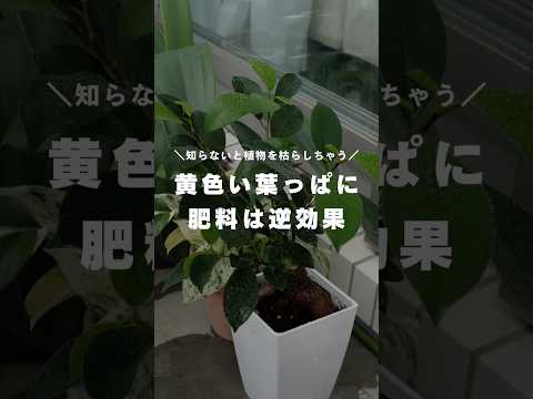黒くなった植物の対処法は？美しい緑の葉を作るための4つの解決策!  庭園