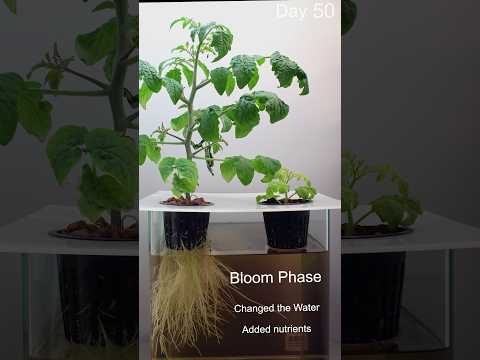 Growing Tomatoes 🍅 120 Days in 1 Minute