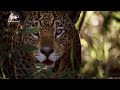 Wild Latam Promo Mondays At 7 PM