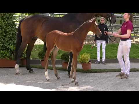 Holsteiner Online-Fohlenauktion 2020 - Carmelita