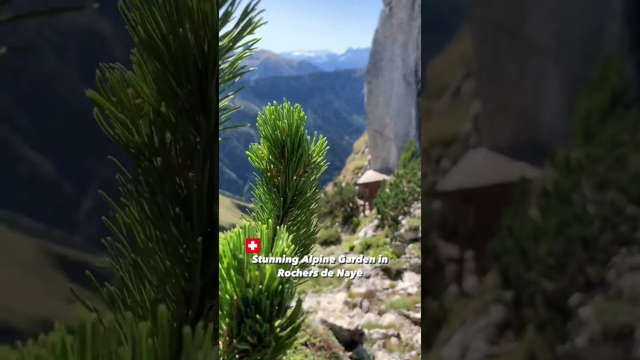 YouTube Short thumbnail