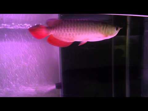 ขาย SHB  10 นิ้ว เปิดสูง 4,500 ครับ