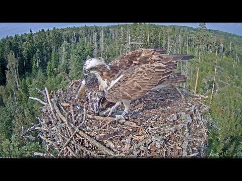 Kalakotkas2~Fish for Hekli by Ivo ~15:52 2018/09/05