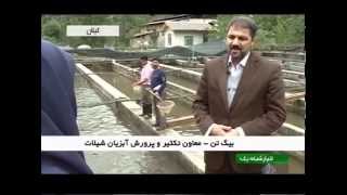 preview picture of video 'Iran Gilan province, Fish farming pool استخر پرورش ماهي استان گيلان ايران'