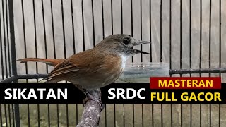 Download lagu Suara burung sulingan bambu / SRDC GACOR bongkar isian , masteran tledekan gunung bakau agar EMOSI mp3 Download lagu Suara burung sulingan bambu / SRDC GACOR bongkar isian , masteran tledekan gunung bakau agar EMOSI mp3