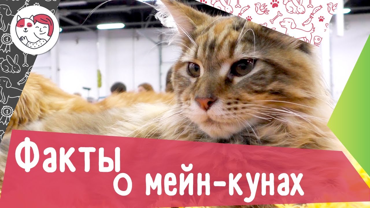 7 необычных фактов о мейн-кунах