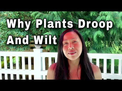 YouTube video about: Why are my plants drooping?
