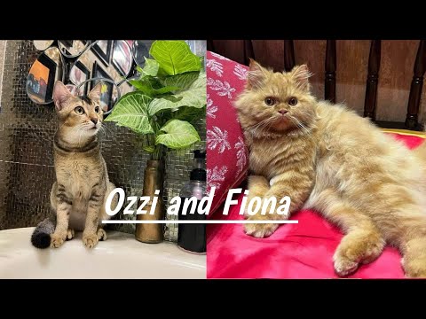 Cats Funny Activity ||😹Funny Moments ||Cats Fighting😾