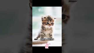 Who’s the Cutest Kitten? 😻 Vote 1, 2, 3 or 4!  #cat  #cute #kitten #funny #cutecat #funnycats