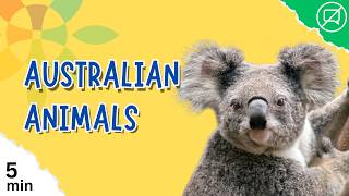 Australian Animals for Kids | 5-Minute Calm Wildlife Video – Kangaroo, Koala, Platypus & More gameplay video by mgorham, 5:41 duration