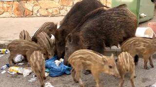 preview picture of video 'חזירי בר בחיפה (Wild pigs in Haifa)'