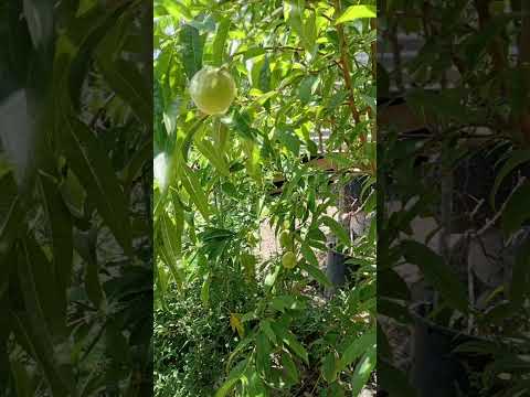 Duraznos en mi tierra Chalcatongo #dios #arboles #durazno #duraznos #lluvia #naturaleza