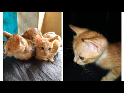 Cute cat || cat love ❤️ || meowing for the milk 🥛 || funny cat video