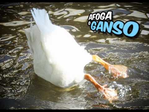 Afoga o Ganso [Exclusiva]