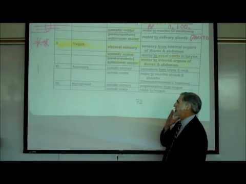 DIE HIRNNERVEN von Professor Fink