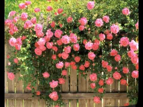 Wahid Qasemi Khamoshana