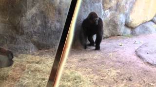 Monkey Sucker punch