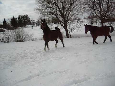 Pferdetraum im Schnee
