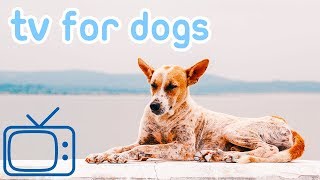 ChillyourDogTV!TVforDogswithRelaxingMusic!NEW2018!