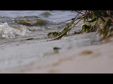 Coast with green grass