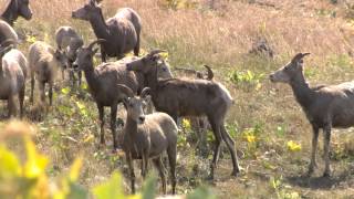 preview picture of video 'Bighorn Sheep Study'