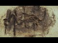 Museum zoekt naam voor prehistorische 'polderbewoner'