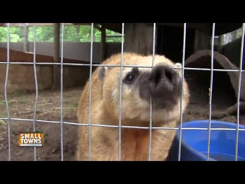 Small Towns: Torch Lite Petting Zoo