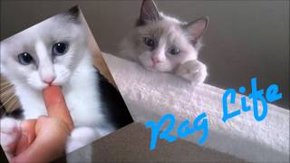 Dance The Night Away