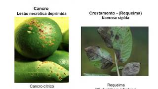 Aula 04 - Sintomatologia de doenças de plantas (Sintomas Necróticos)