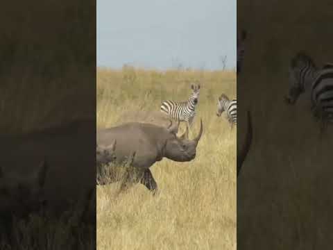 Amazing Scene of Wild Animals In 4K - Scenic Relaxation Film #viralvideo