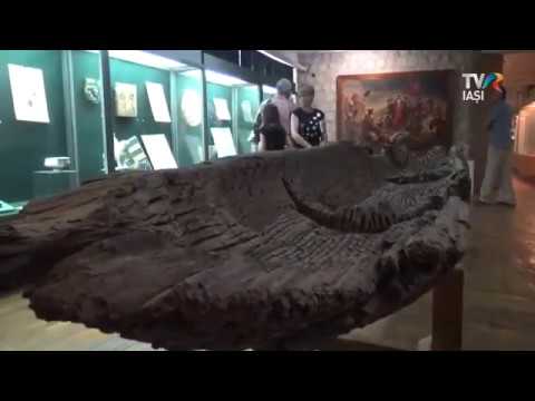 Reportaj TVR Iași despre monoxila (barca) recuperată la Măcărești din râul Prut