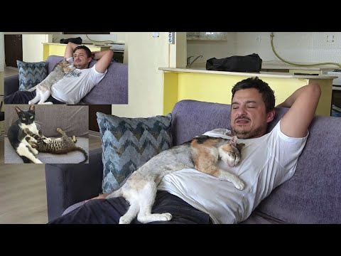 Cats falling in love with the man who saved them.