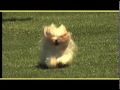 Lhasa Apso - LHASA APSO trailer documentario (razza canina)